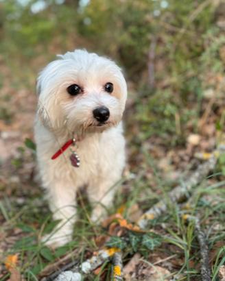 Maltese femmina per accoppiamento