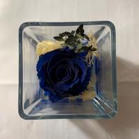 Rosa blu stabilizzata