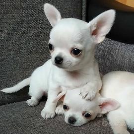 chihuahua toy 