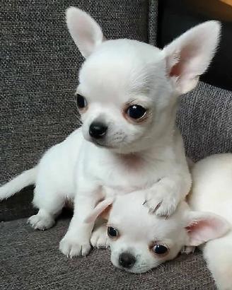chihuahua toy 