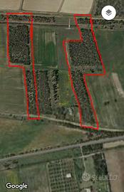 Terreni San Gavino-Sanluri