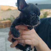 Cuccioli Bulldog Francese