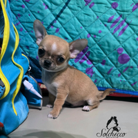 Cucciolo di chihuahua con pedigree Enci