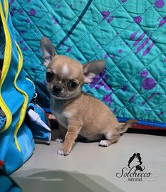 Cucciolo di chihuahua con pedigree Enci