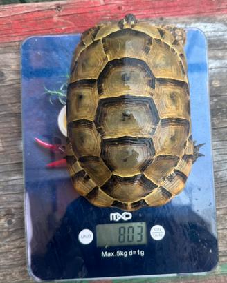 Testudo graeca