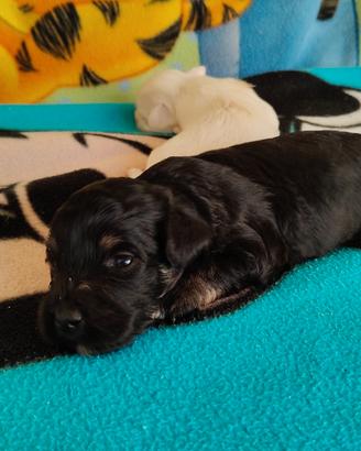 Cuccioli maltipoo