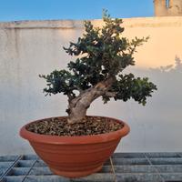 bonsai olivastro 