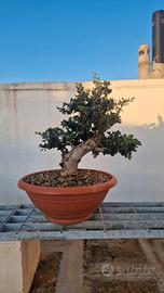 bonsai olivastro 