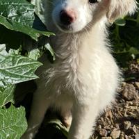 Cagnolini incrocio maremmano