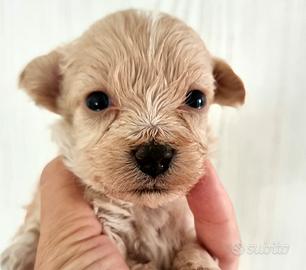 Maltipoo da Barboncino e Maltese