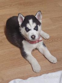 Cucciola di aschi di quasi 2 mesi