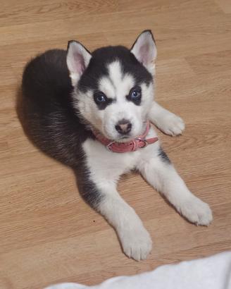 Cucciola di aschi di quasi 2 mesi