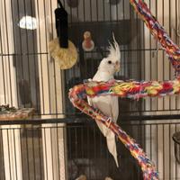 Gabbia voliera e pappagallo