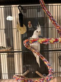 Vedo gabbia voliera e pappagallo