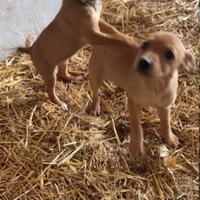 Cagnolini 2 mesi