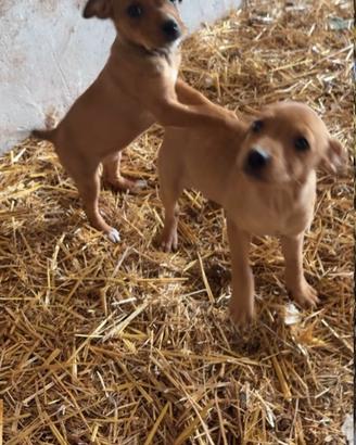 Cagnolini 2 mesi