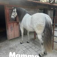 Puledro di 2 anni