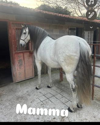 Puledro di 2 anni
