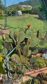 Opuntia sp. 