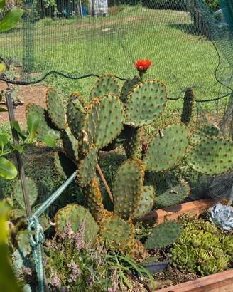 Opuntia sp. 