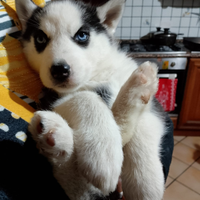 Cucciola Husky