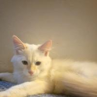 Gatto siberianiano