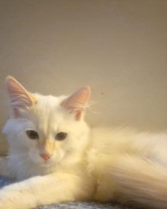 Gatto siberianiano