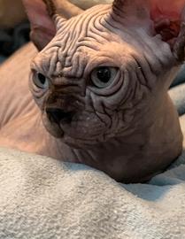 Sphynx