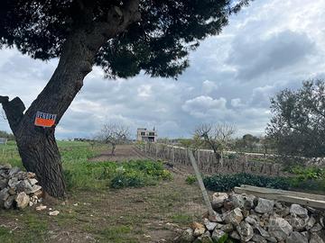 Terreno vigneto