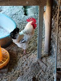 Gallo di razza Lakenfelder