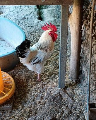 Gallo di razza Lakenfelder
