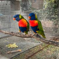 Coppia lori arcobaleno