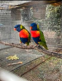 Coppia lori arcobaleno