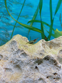 Neocaridina tigrata femmina con uova