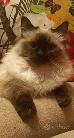 Gatti razza Himalayana