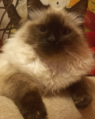 Gatti razza Himalayana