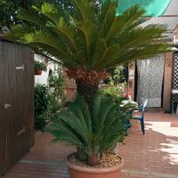 CYCAS REVOLUTA