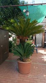 CYCAS REVOLUTA
