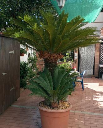 CYCAS REVOLUTA