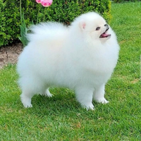 Spitz di Pomerania Mini