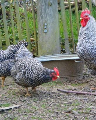 Galline