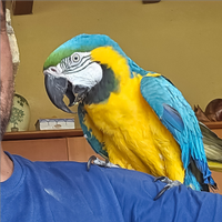 Ara ararauna allevato a mano maschio 7 anni