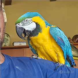Ara ararauna allevato a mano maschio 7 anni