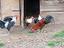 Immagine 4