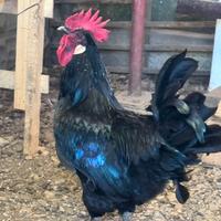 Gallo