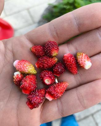 Piante di fragoline di bosco BIO pronte a produrre