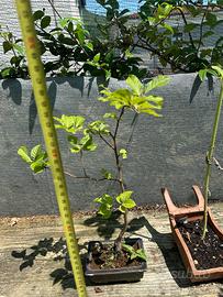 Bonsai faggio spedizione gratuita