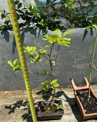 Bonsai faggio spedizione gratuita