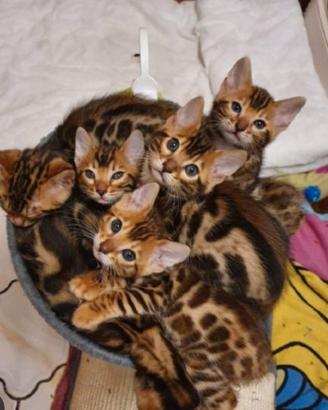 cuccioli di Bengala  