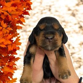 Cuccioli di cocker spaniel con Pedigree Enci